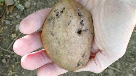 Found A Rock That Looks Like A Potato Rmildlyinteresting