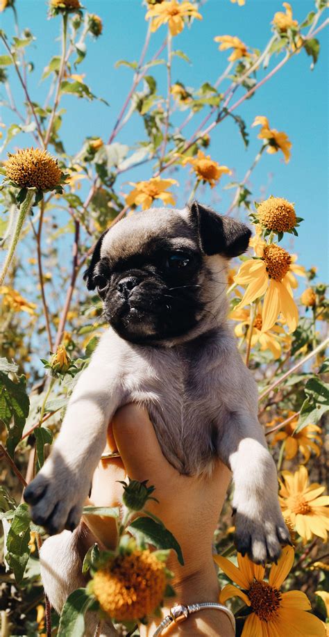 We did not find results for: Pug puppy flower wallpaper tumblr dog wallpaper # ...