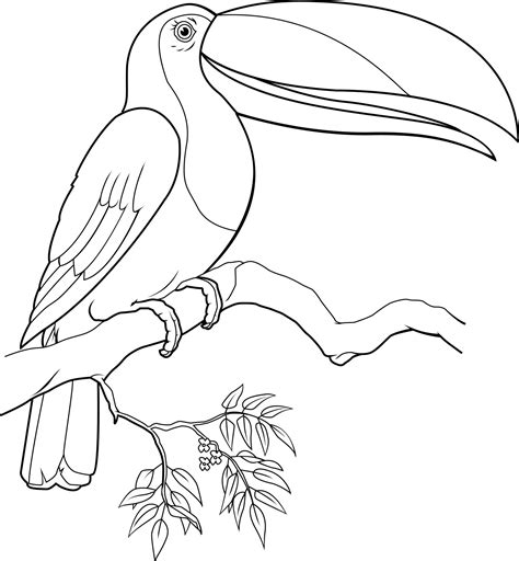 Download toucan coloring pages and use any clip art,coloring,png graphics in your website, document or presentation. Toucan Coloring Pages - Best Coloring Pages For Kids