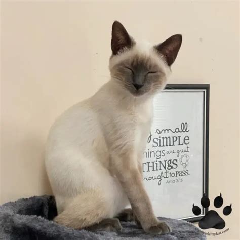 Good Names For Siamese Cats A Creative Guide