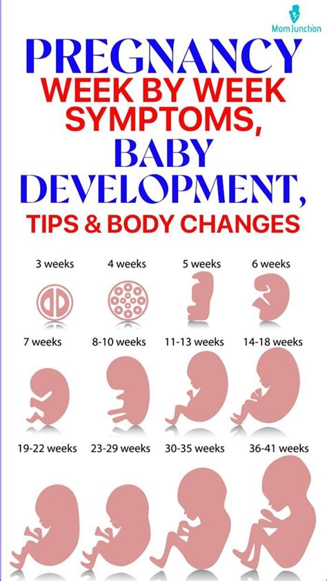 Pregnancy Week By Week Symptoms Baby Development Tips And Body Changes Baby Advice Baby