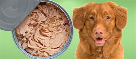 Can Dogs Eat Canned Tuna A Comprehensive Guide