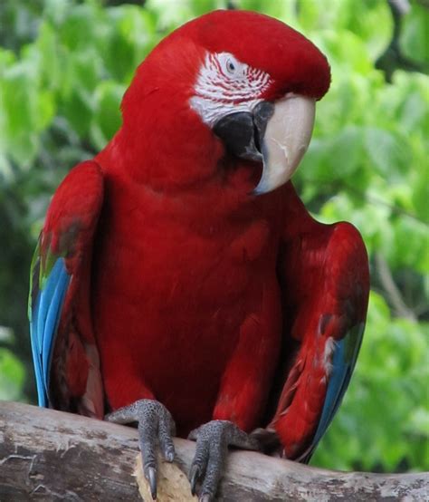 Free Images Bird White Looking Portrait Red Beak Tropical Blue