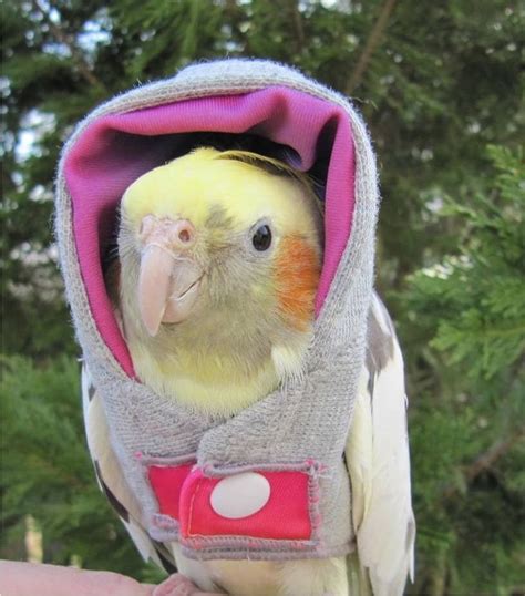 23 Best Images About Feather Plucking Parrots On Pinterest