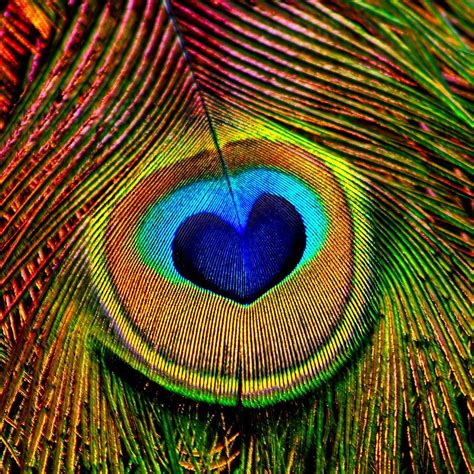 Peacock Feathers Eye Of Love Photograph By Tracie Kaska