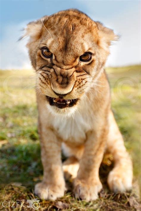 Lions Make Hilarious Facial Expressions Nature Animals Animals And