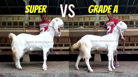 Perbandingan Kambing Etawa Betina Super And Grade A Youtube