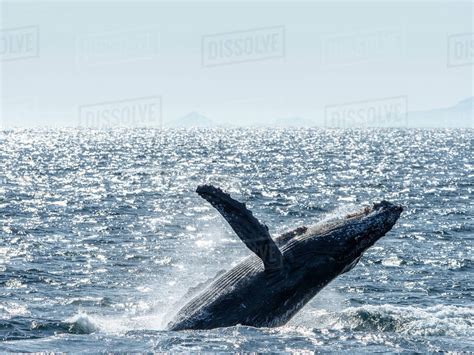 Adult Humpback Whale Megaptera Novaeangliae Breaching San Jose Del