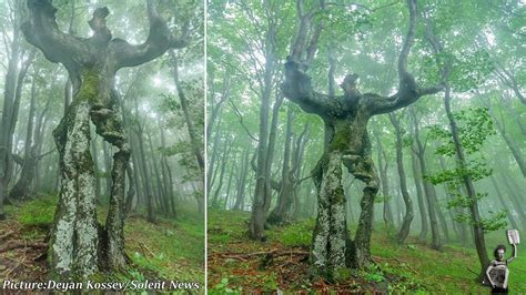 Bizarre Tree Looks Just Like A Real Person Spotted In Bulgaria Youtube