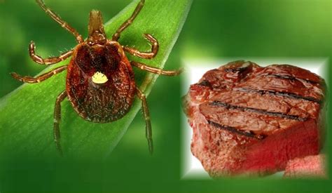 This Tick Bite Makes You Allergic To Red Meat Doctors Say