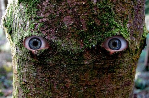 The Tree With Eyes Image Description Beckyc 96 Flickr