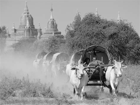 Pilgrims On Cattle Carts Myanmar Photo Photo Tour Travel Dreams