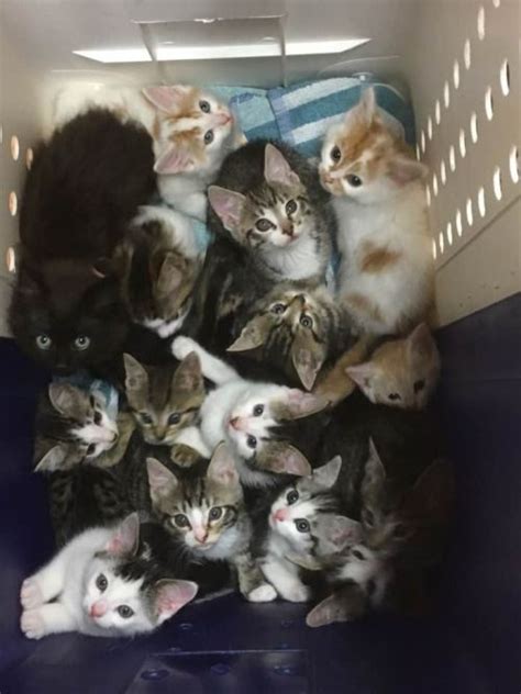 Corporation Cats Help Us Save Hundreds Of Homeless Kittens This Season Giveeasy Fundraising