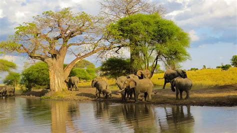 Tarangire National Park Day Tour Makoye Safaris
