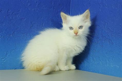 Niko Cream Male Ragdoll Kitten With Images Teacup