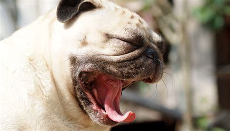 What Your Dogs Yawn Really Means Woof Dogs