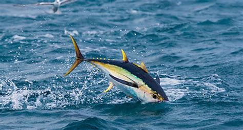 The young person's guide to conquering (and saving) the world. Largest Ahi Tuna of the Year So Far PICS