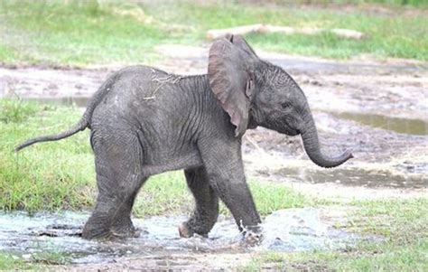 25 Sweet Pictures Of The Baby Elephant Elephant Baby