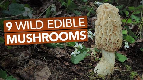 9 Wild Edible Mushrooms You Can Forage This Spring Youtube