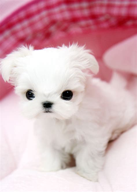 Adorable Teacup Maltese Puppy This Tiny Teacup Maltese Pup Flickr