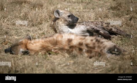Spotted Hyena Resting Stock Photo Alamy