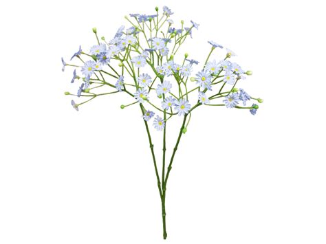 Baby Brethe Flower Png