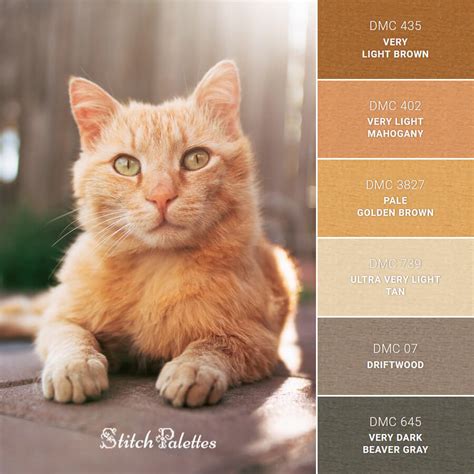 Tabby Cat Color Chart