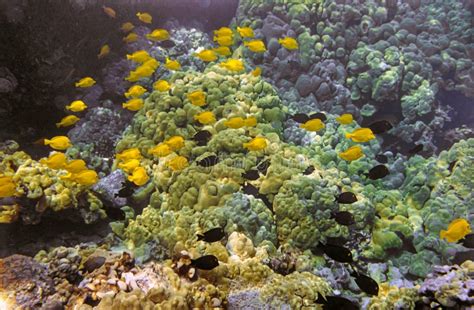 Coral Reef South Pacificbig Island Hawaii Stock Image Image Of