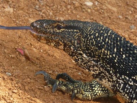Water Monitor By The Road Varanus Salvator By The Road Flickr