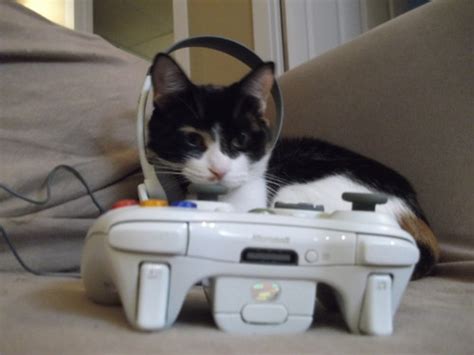 Animals With Game Controllers How I Failed Trying To Emulate The Internet Vg247