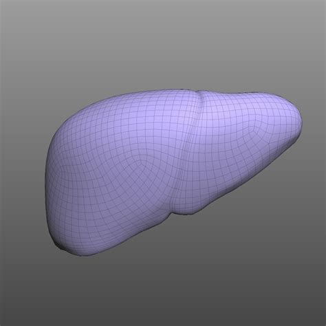 Human Liver 3d Model By Bluelou