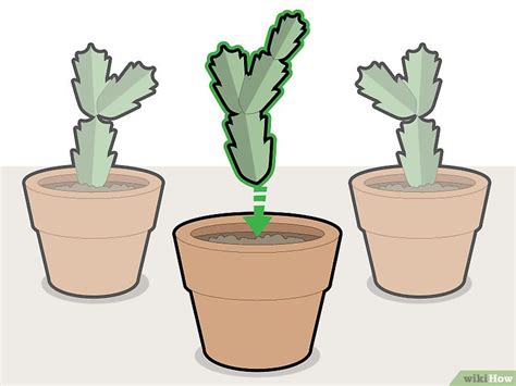 Cómo Podar Un Cactus De Navidad 12 Pasos Con Imágenes
