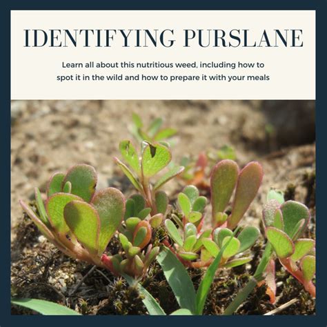 How To Identify Purslane A Nutritious And Edible Weed Dengarden