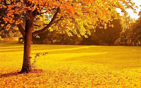 Yellow Nature Wallpapers Top Free Yellow Nature Backgrounds Wallpaperaccess