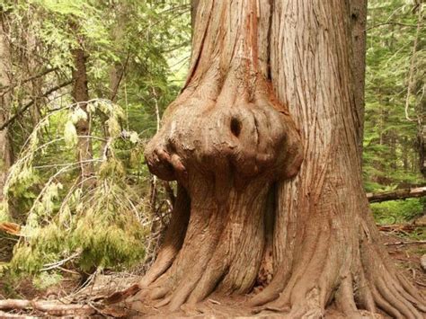 Strange Trees Growing In Strange Places 55 Pics