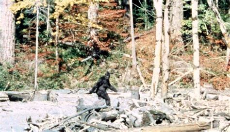 Bigfoot Eludes State Recognition Yet Again Peninsula Daily News