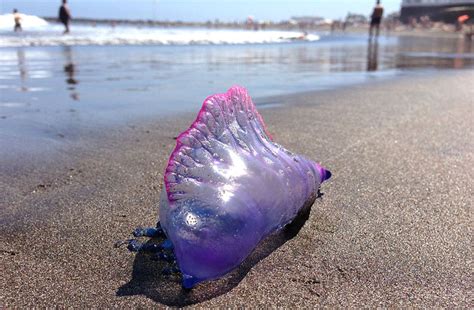 5 Most Dangerous Jellyfish Planet Deadly List