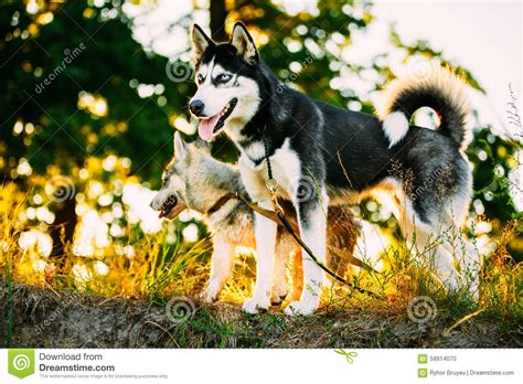 Two Young Happy Husky Eskimo Dogs Playing Stock Photo Image Of