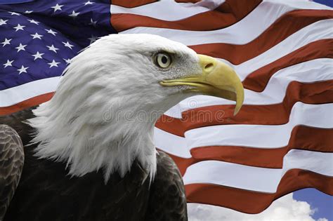 1679 American Eagle Flag Stock Photos Free And Royalty Free Stock