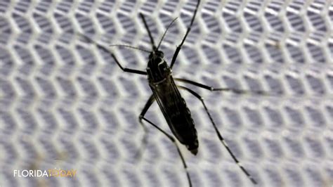 Who Sexual Transmission Of Zika More Common Than Thought
