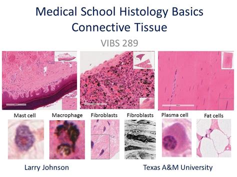 Medical School Histology Basics Connective Tissue Youtube