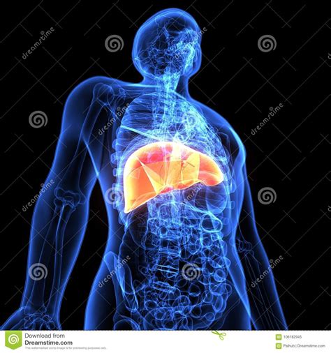 3d Illustration Of Human Body Liver Anatomy Stock Illustration