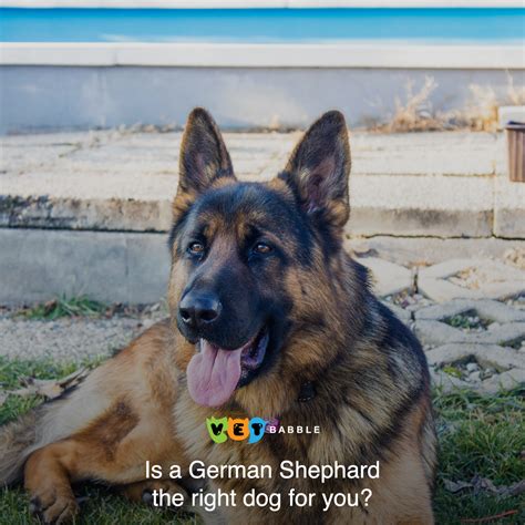 Things To Know Before Getting A German Shepherd