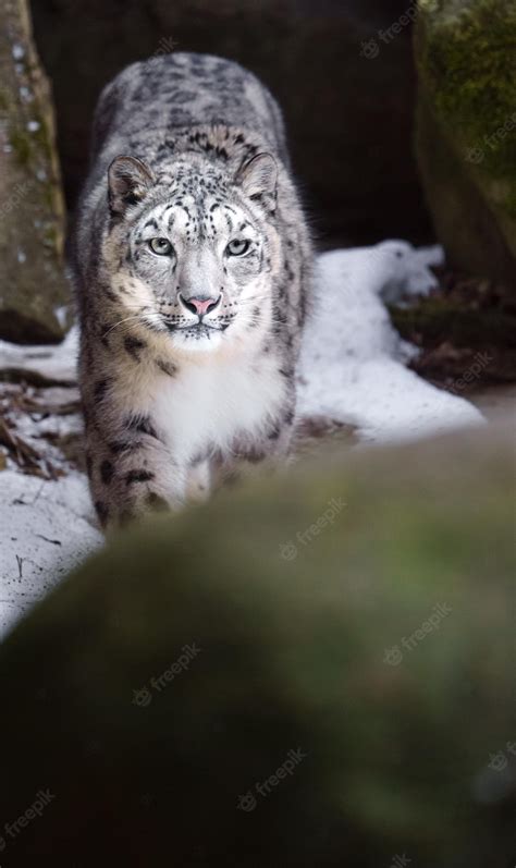 Premium Photo Snow Leopard