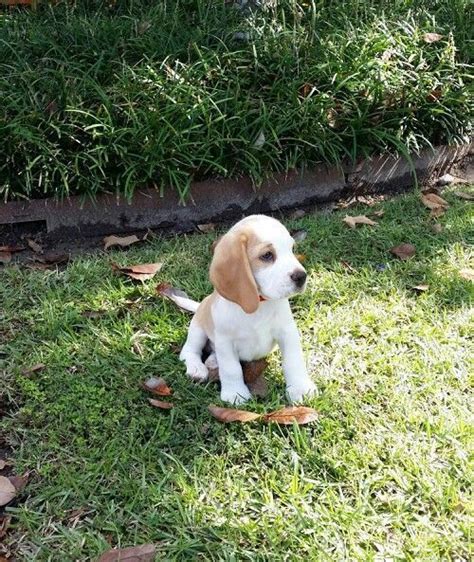 Beagle Puppy At 8 Weeks