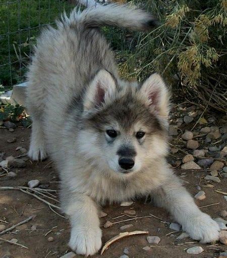 Wolf Husky Pups Dog And Puppy Site Hybrid Dogs Cute