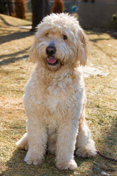 This is the price you can expect to budget for a goldendoodle with papers but without breeding rights nor show quality. Goldendoodle - Puppies, Rescue, Pictures, Information ...