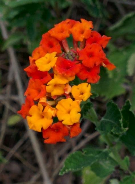 These chemicals work by emitting a noxious smell or by making your plants taste bad to deer. Deer Resistant Plants for Austin and Central Texas! | Lisa ...