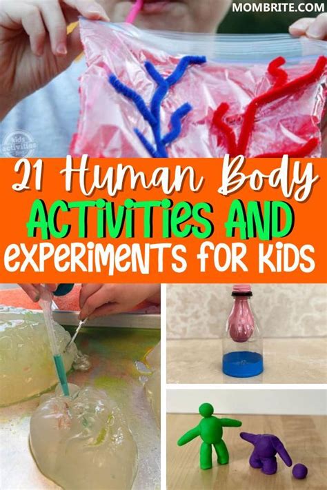 23 Fun Human Body Activities And Experiments For Kids Artofit