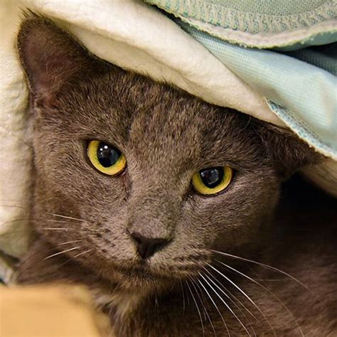 See if one of these great cat names might be perfect for your new pet! Adoptable Cats and Kittens | NYC | Adoption Center| ASPCA